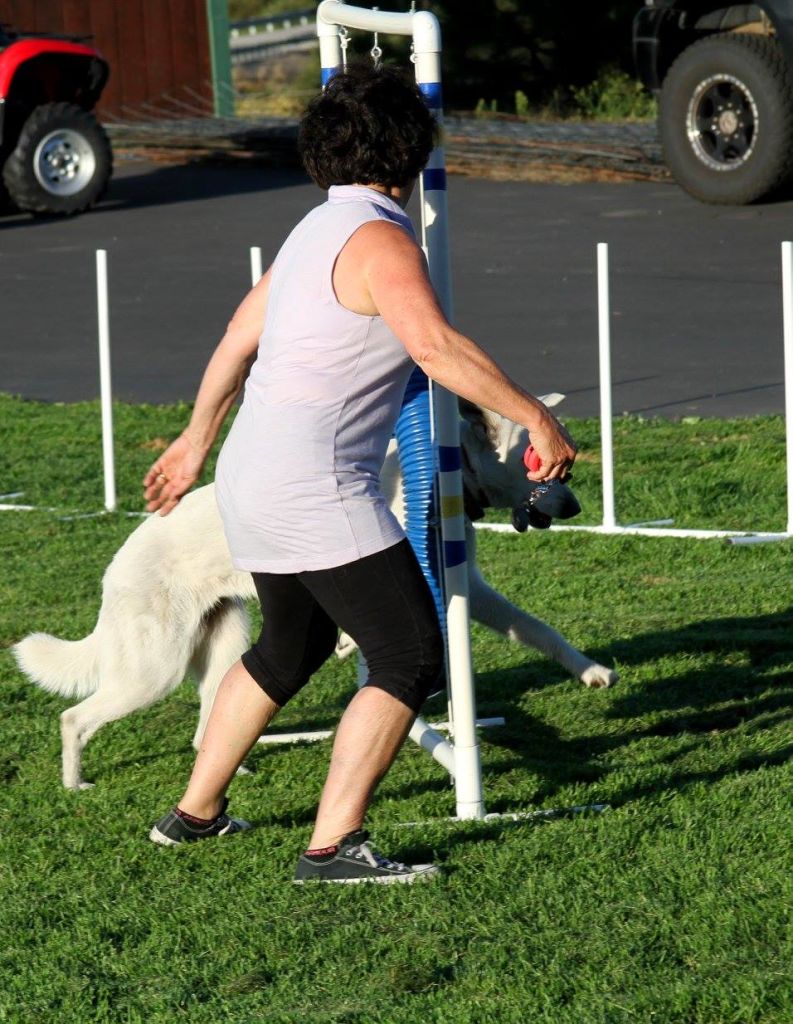  White GSD jumping through the ring 