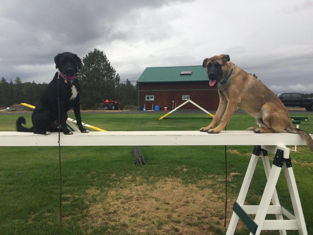  Posing on the high walk at the end of agility class 