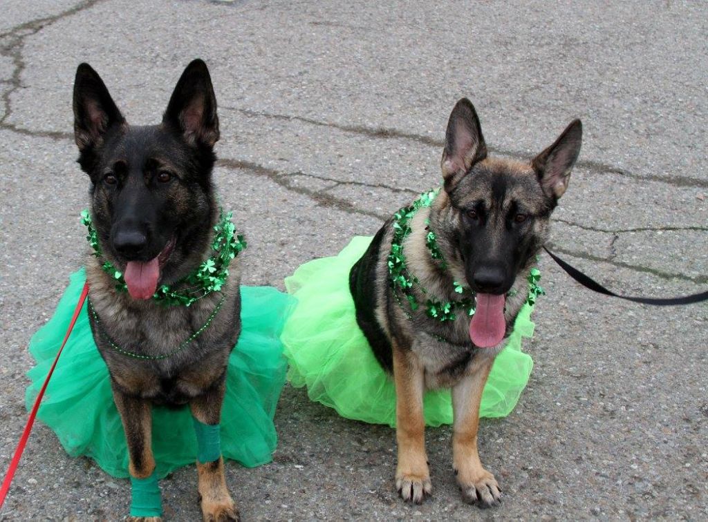  Two GSD's dressed up St. Paddy's Day parade 