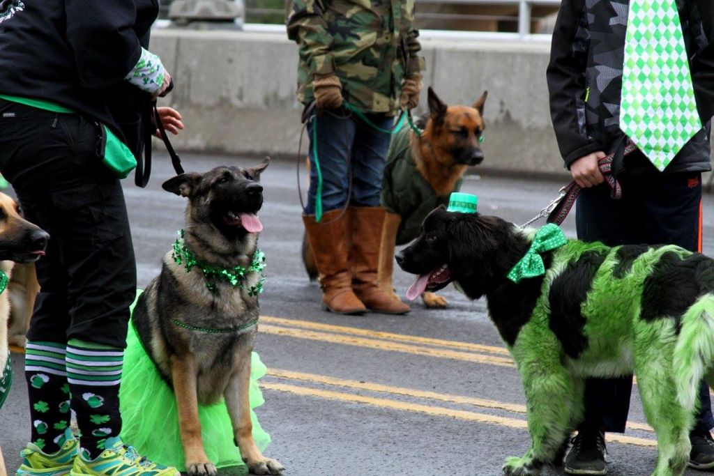  Lined up for the parade 
