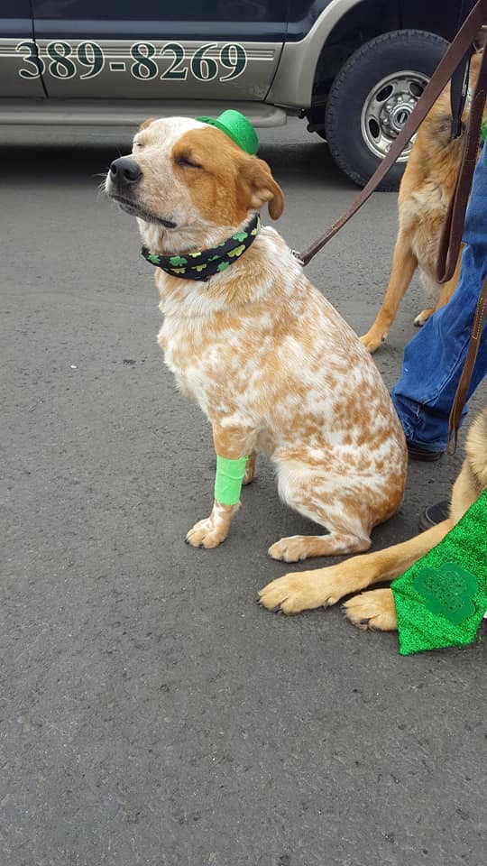  Dog at St. Paddy's Day parade 