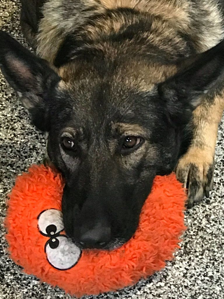  Biba with one of her favorite toys 