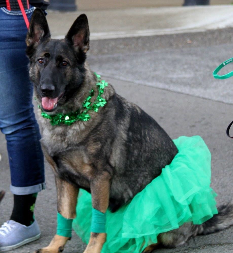  Gucci dressed up for the St. Paddy's day parade 