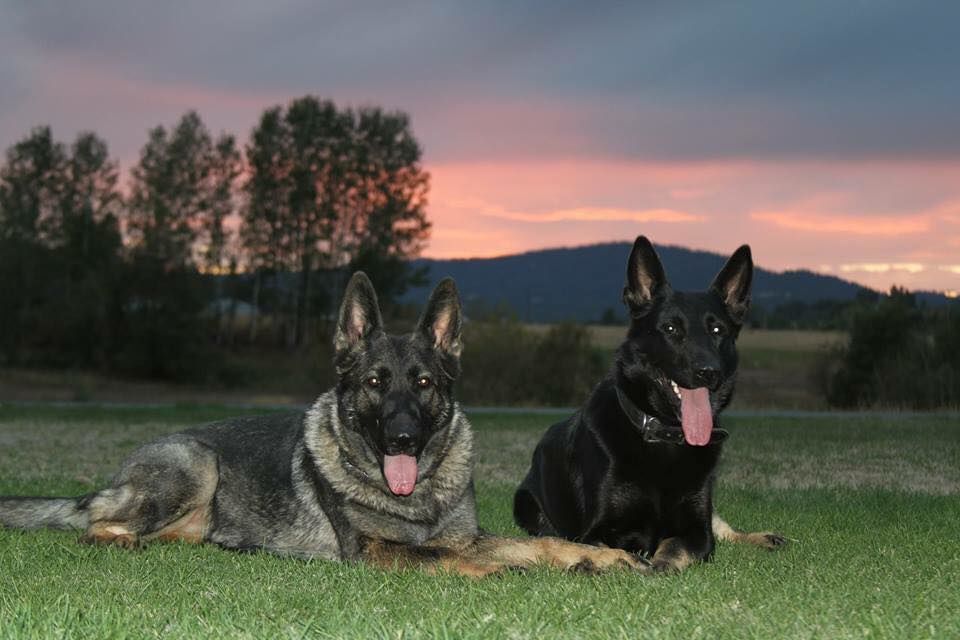  Biba and Titan posing at sunset 