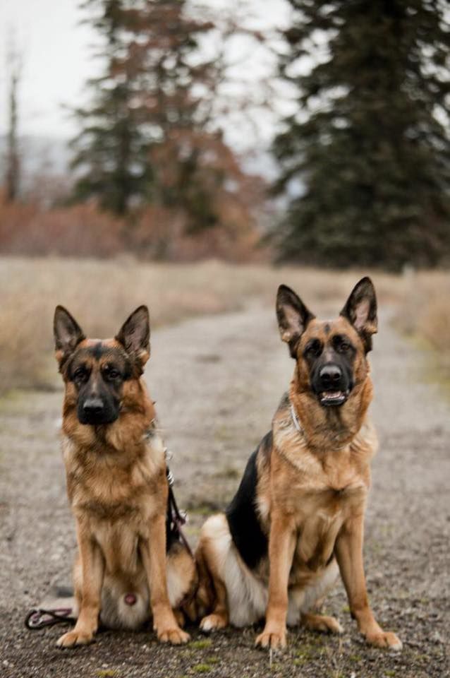  Zoey and Ruger out in Spokane Valley 