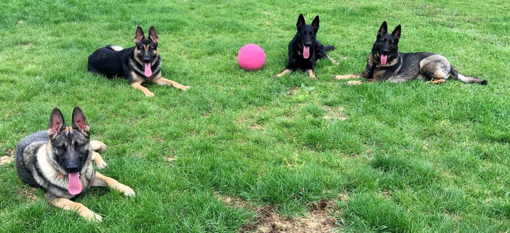  Ziva, Kimber, Gucci and Titan out at a training session 
