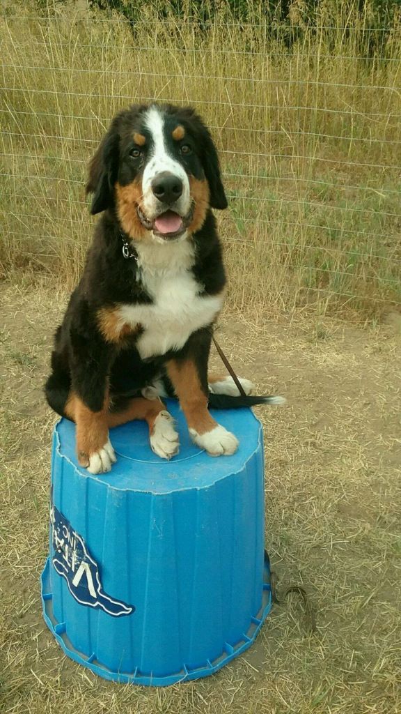  Bernese Mountain Dog training 