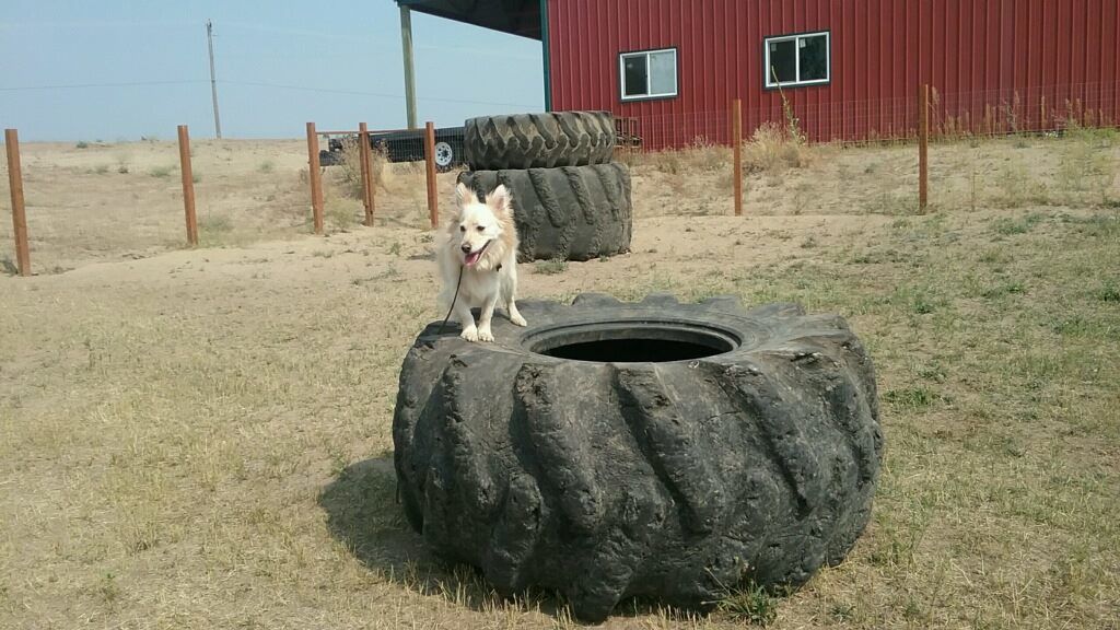  Dog on a tractor tire 