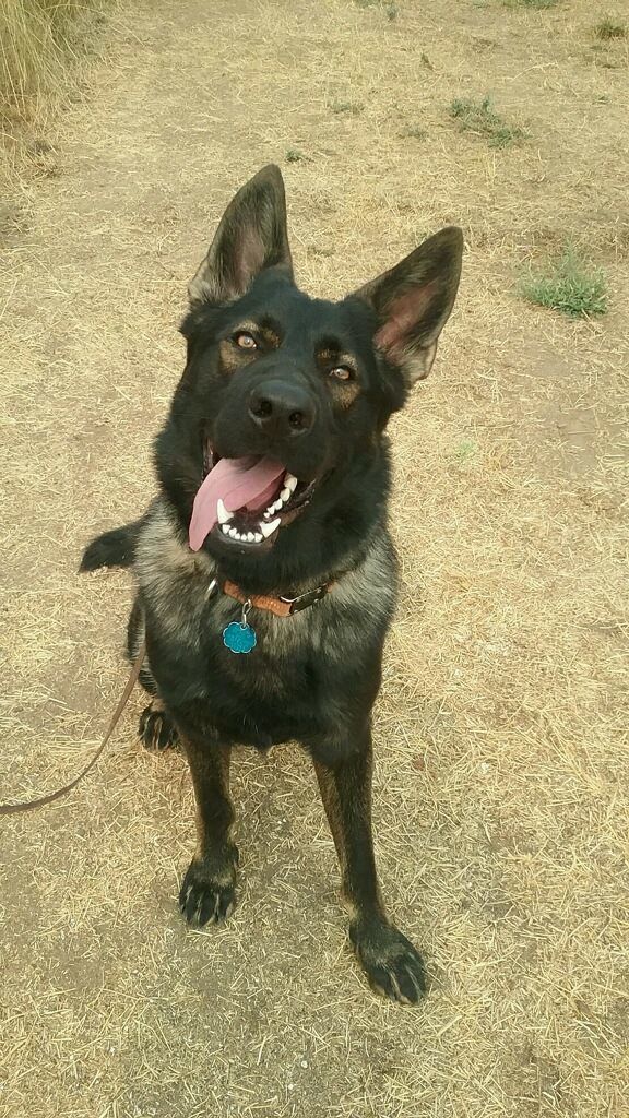  Dark sable german shepherd 