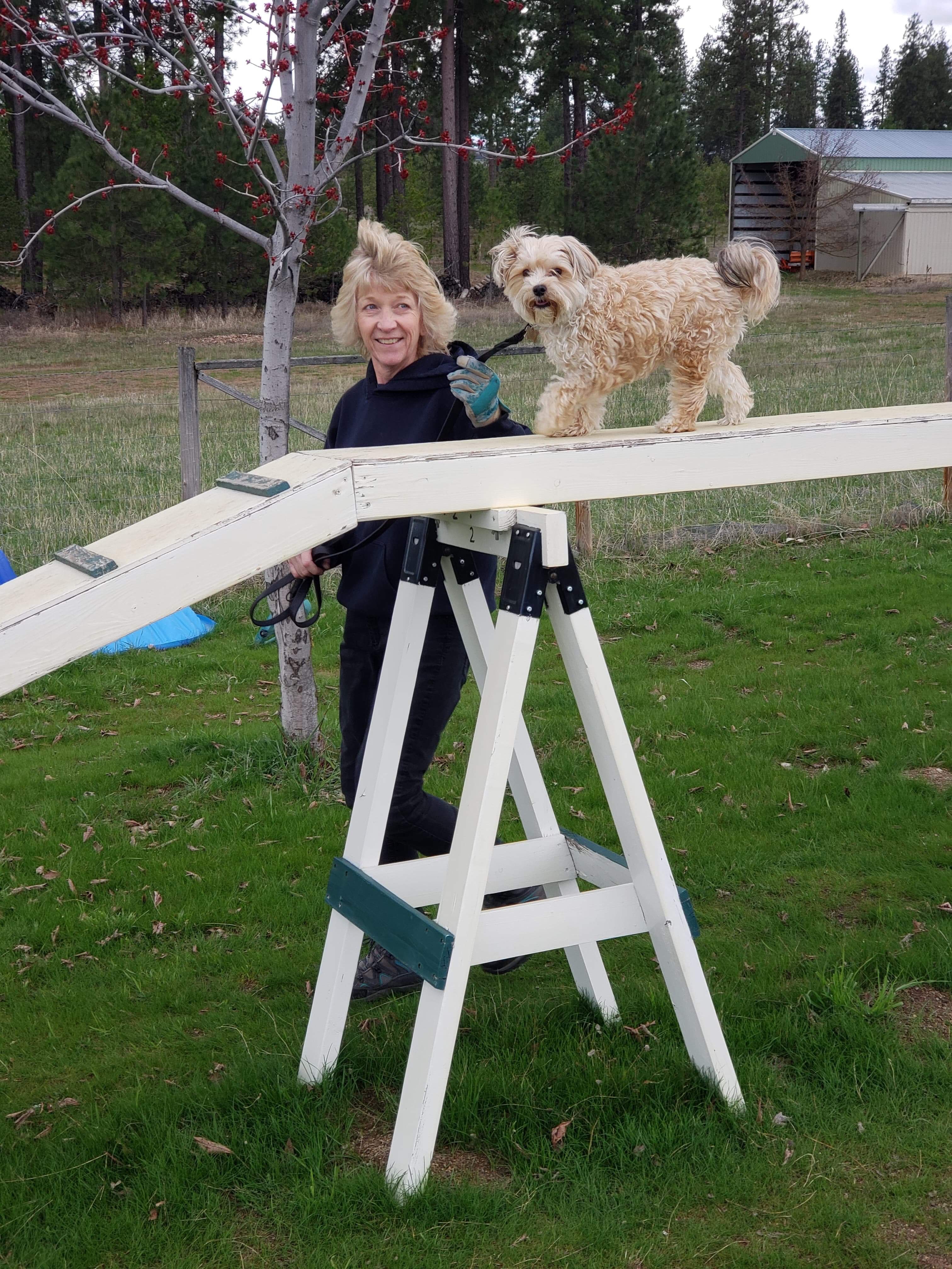  Small dog on the high walk 