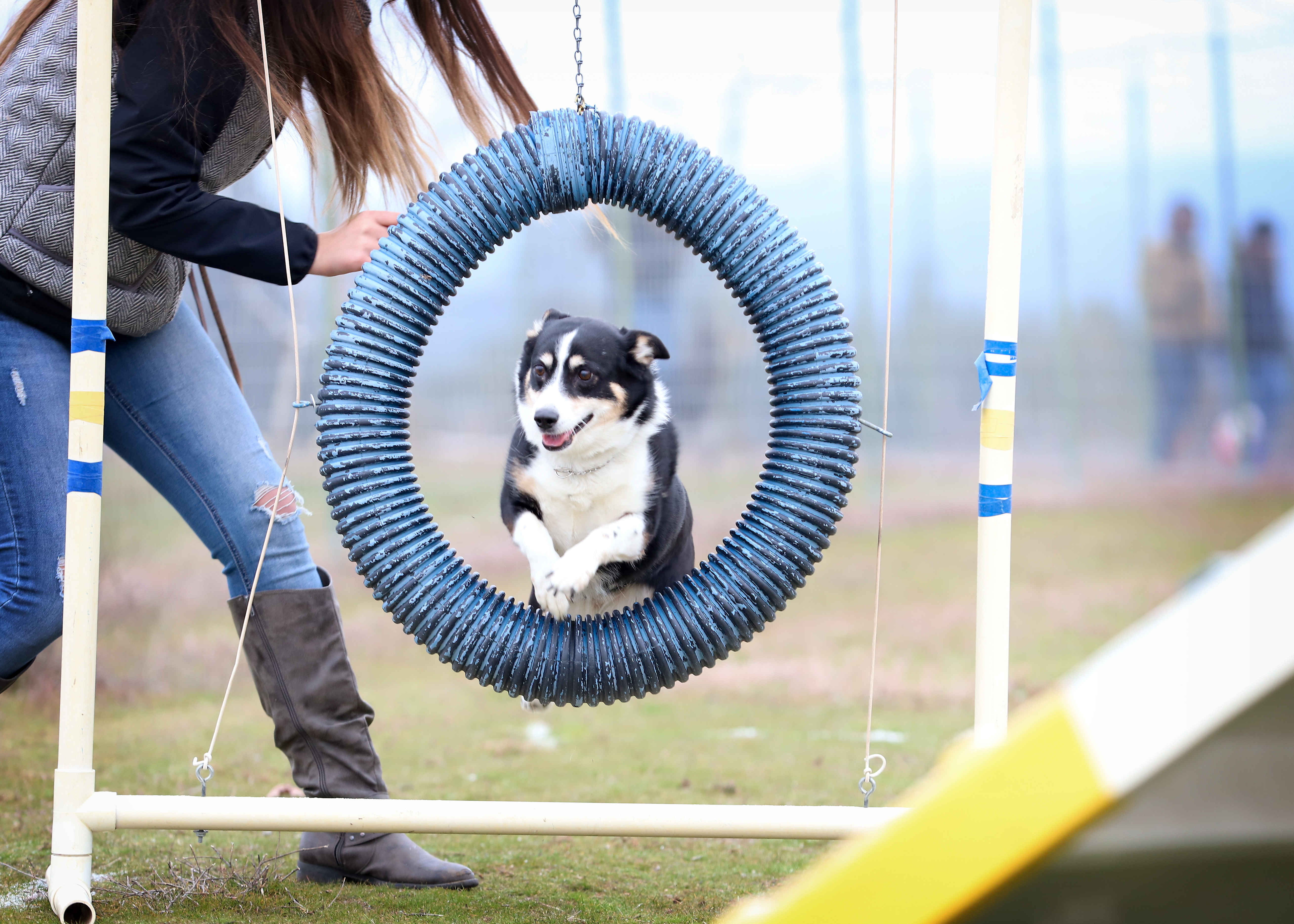  Jumping through the ring at agility 