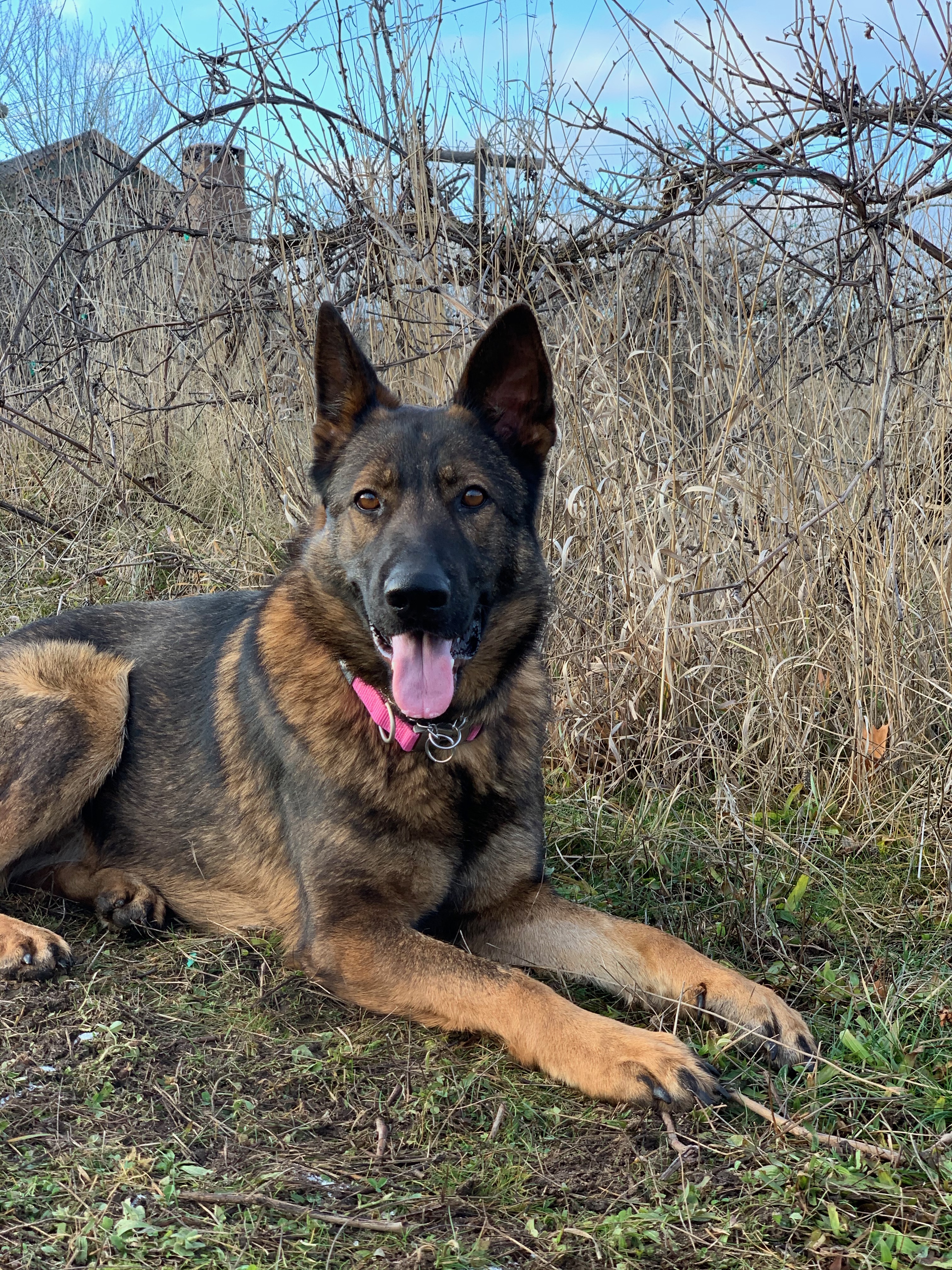  Dog at Pawsitive Canine Academy for a board and train 