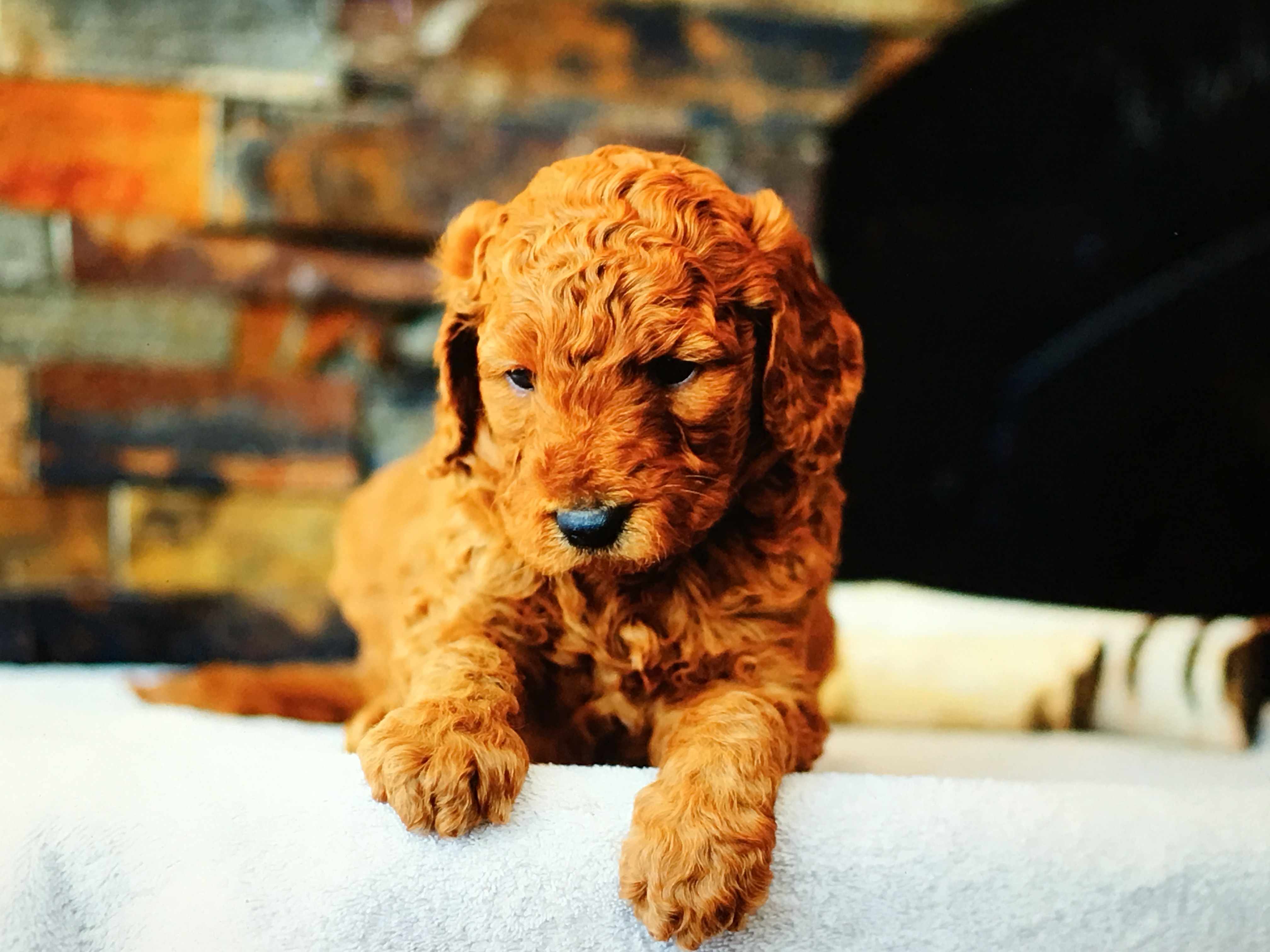  Puppy staying for a board and train 
