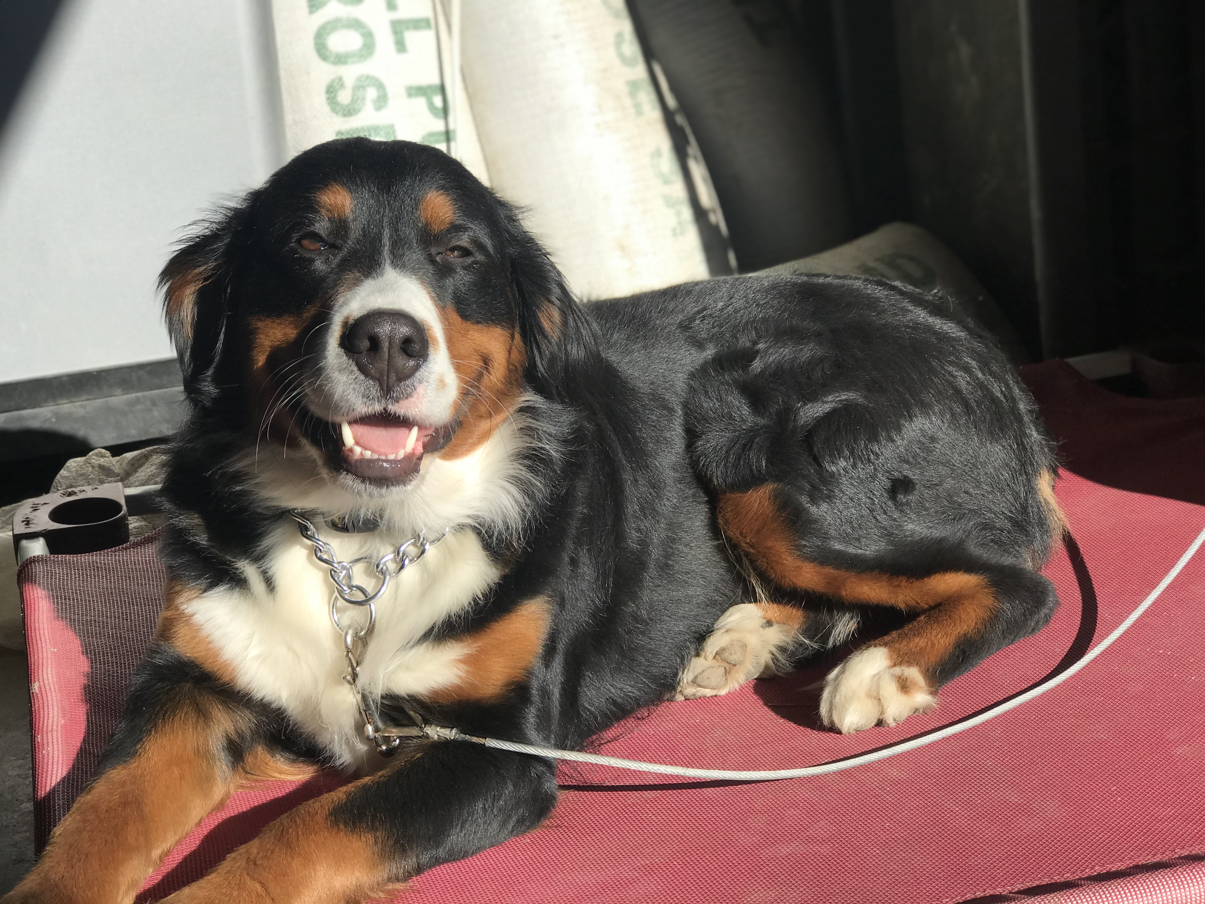  Dog working on place while back-tied 