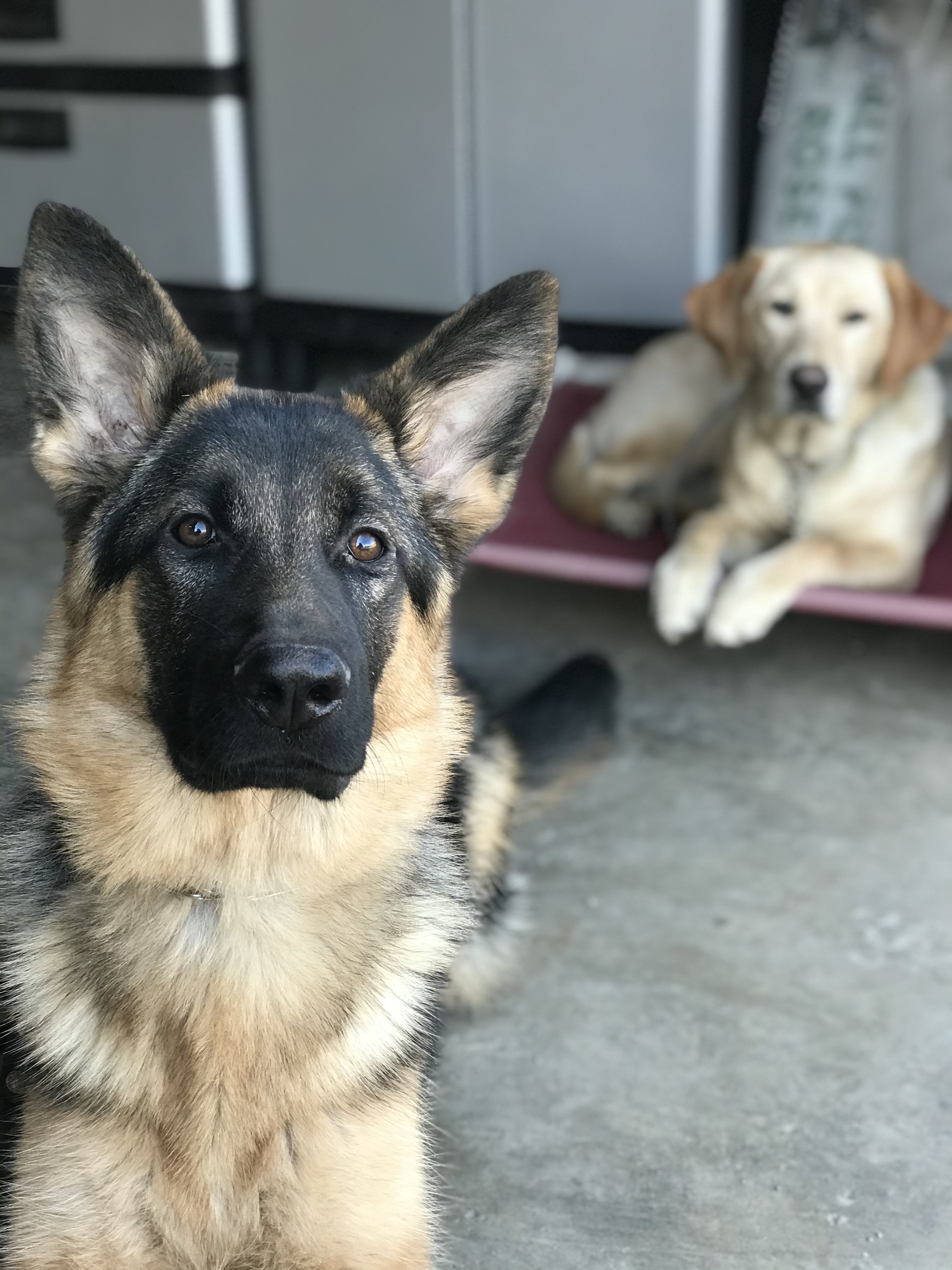  Dog training while another dog watches 