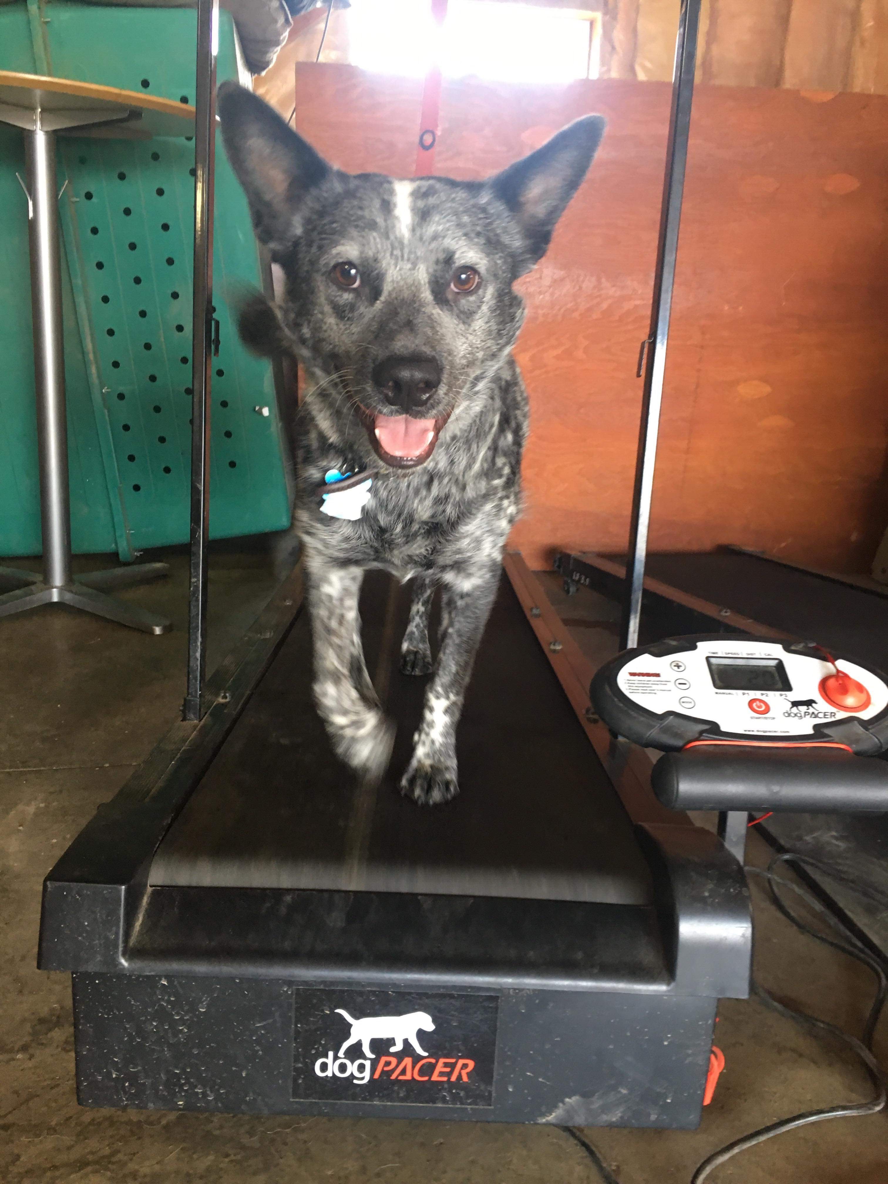  Dog on a K9 treadmill at Pawsitive Canine Academy 