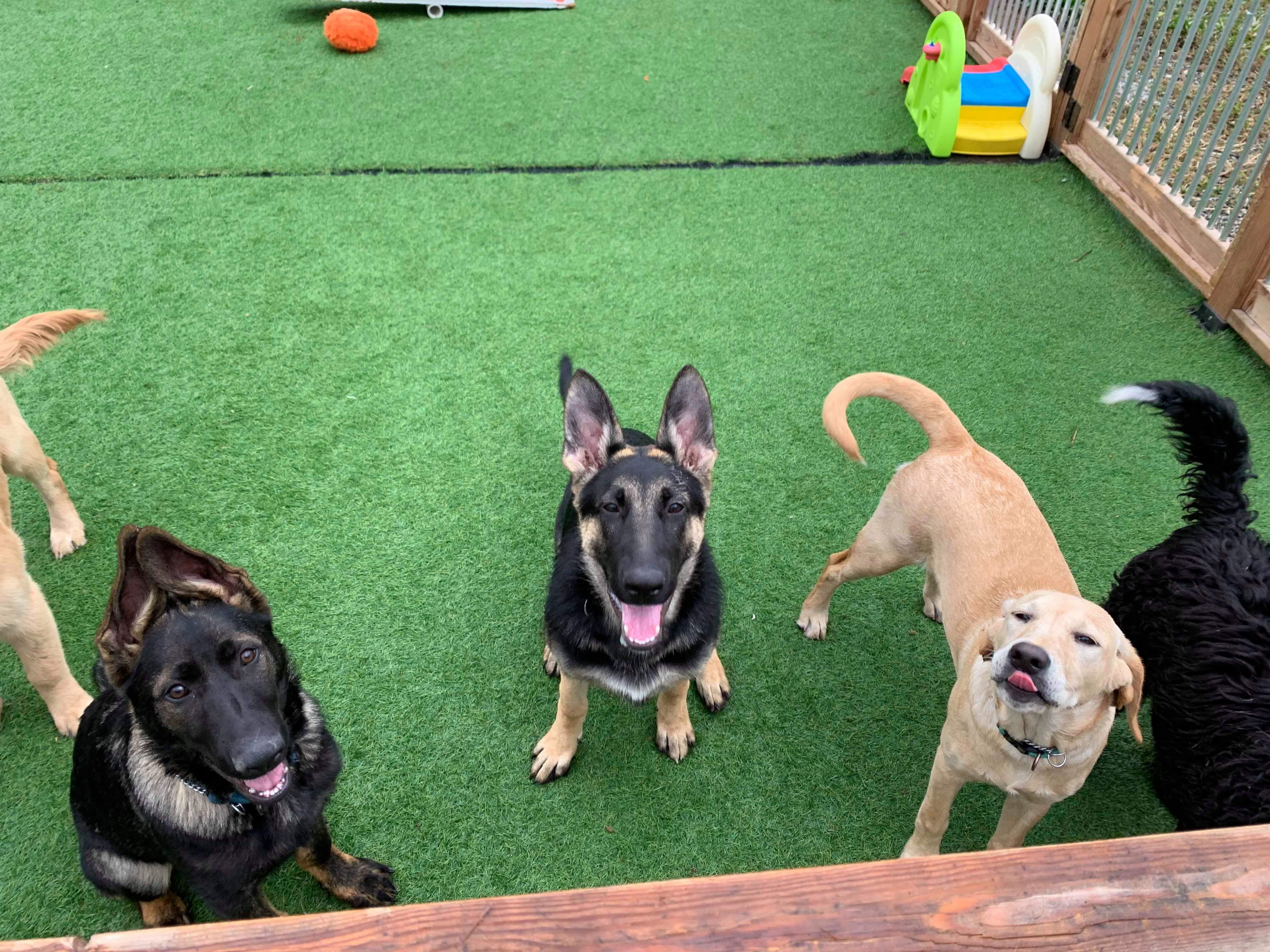  Puppies posing for the photo 