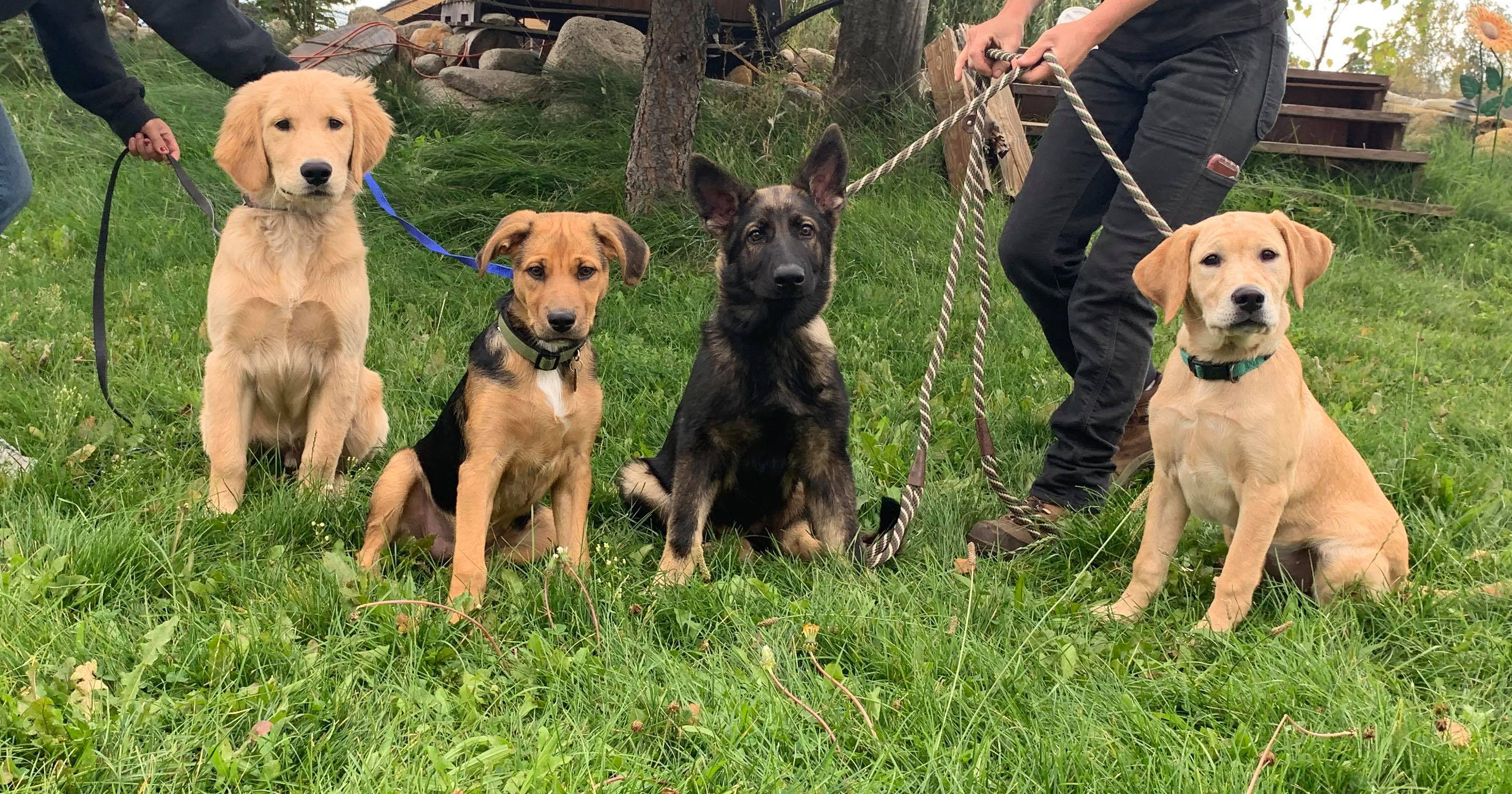  Client puppies at Pawsitive Canine Academy 